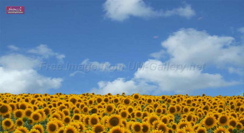 sunflowers-sky-composed copy.jpg